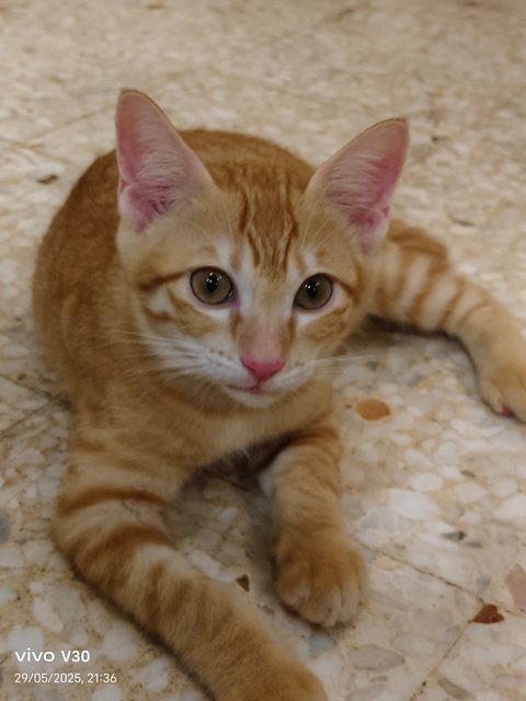 Ginger Kittens - Domestic Short Hair Cat