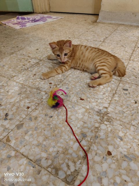 Ginger Kittens - Domestic Short Hair Cat