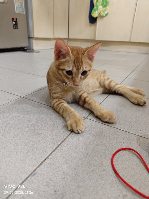 Ginger Kittens - Domestic Short Hair Cat
