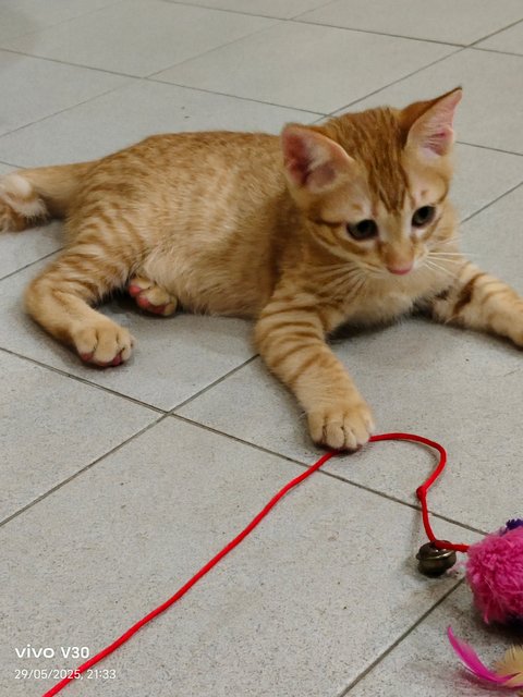 Ginger Kittens - Domestic Short Hair Cat