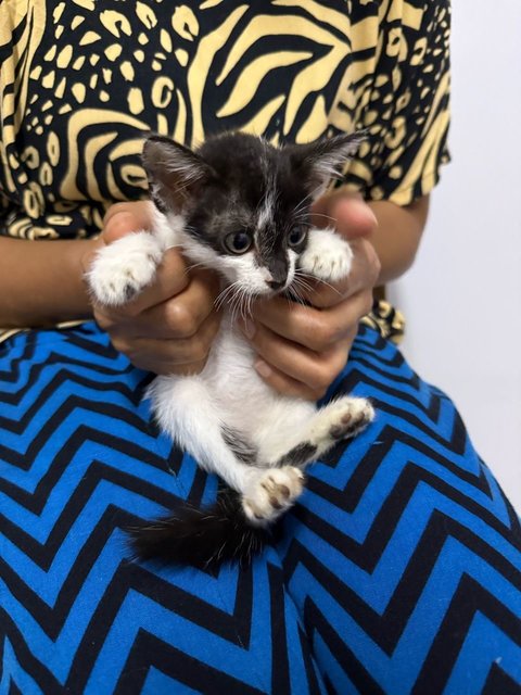 Batman - Domestic Long Hair Cat