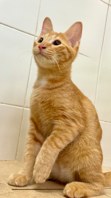 Jinger, Julio &amp; Julia  - Domestic Short Hair Cat