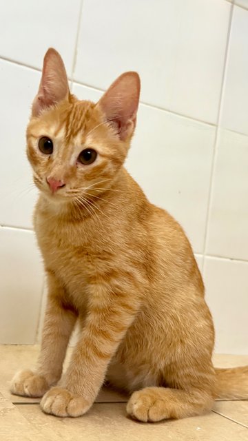 Jinger, Julio &amp; Julia  - Domestic Short Hair Cat