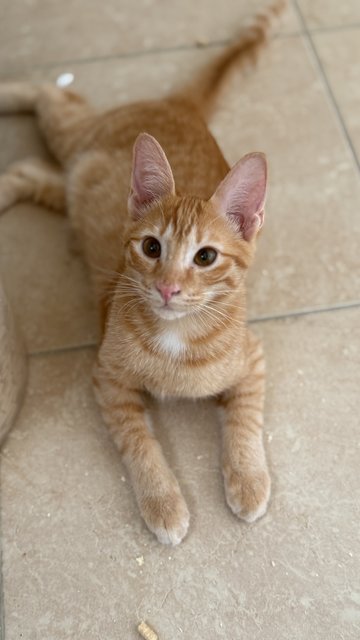 Jinger, Julio &amp; Julia  - Domestic Short Hair Cat