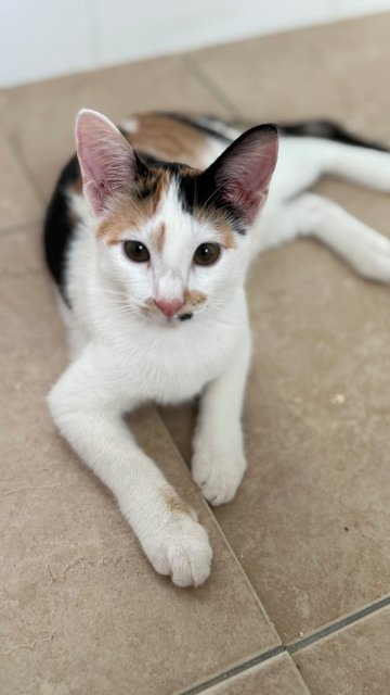 Jinger, Julio &amp; Julia  - Domestic Short Hair Cat
