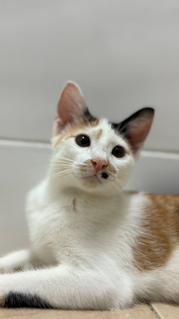 Jinger, Julio &amp; Julia  - Domestic Short Hair Cat