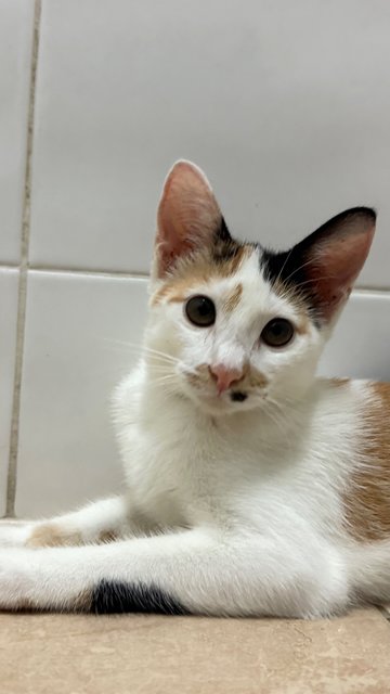 Jinger, Julio &amp; Julia  - Domestic Short Hair Cat