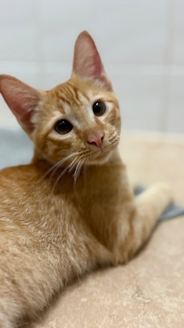 Jinger, Julio &amp; Julia  - Domestic Short Hair Cat