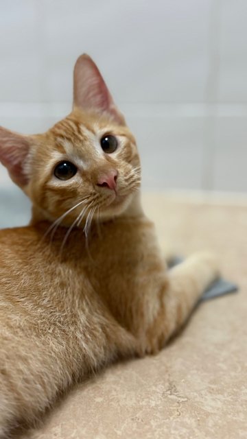 Jinger, Julio &amp; Julia  - Domestic Short Hair Cat