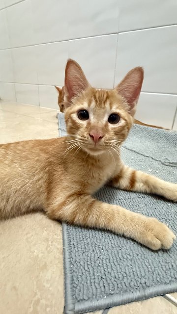 Jinger, Julio &amp; Julia  - Domestic Short Hair Cat