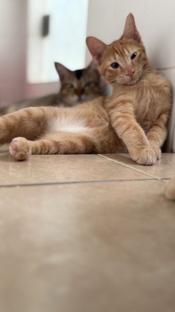 Jinger, Julio &amp; Julia  - Domestic Short Hair Cat