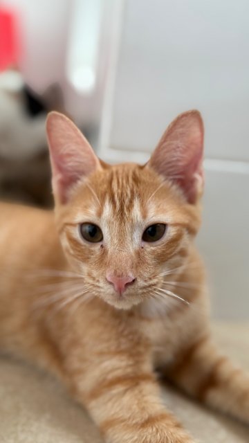 Jinger, Julio &amp; Julia  - Domestic Short Hair Cat