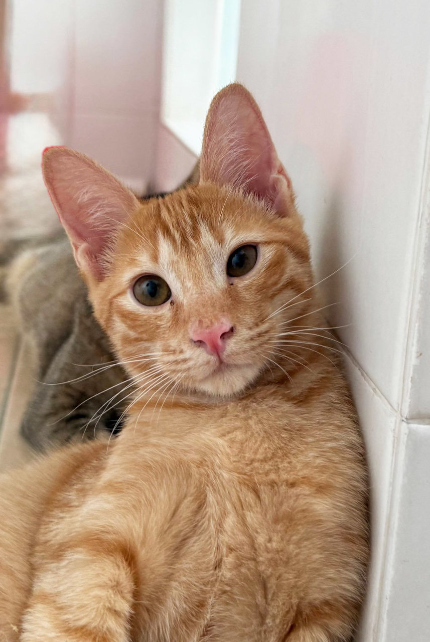 Jinger, Julio &amp; Julia  - Domestic Short Hair Cat