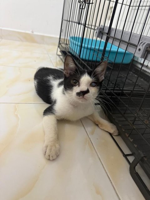 Gentleman - Domestic Short Hair Cat