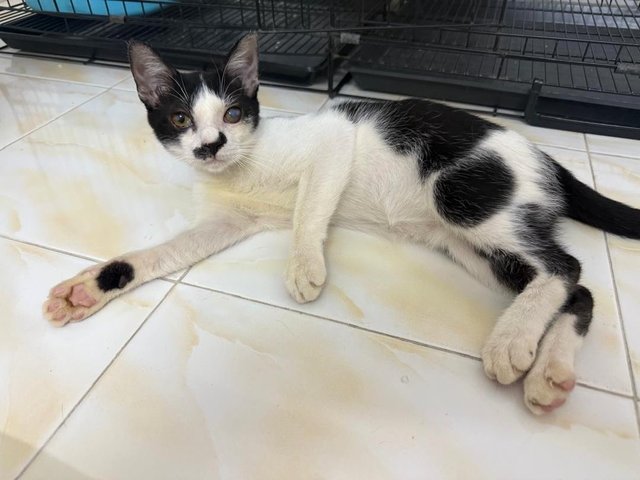 Gentleman - Domestic Short Hair Cat
