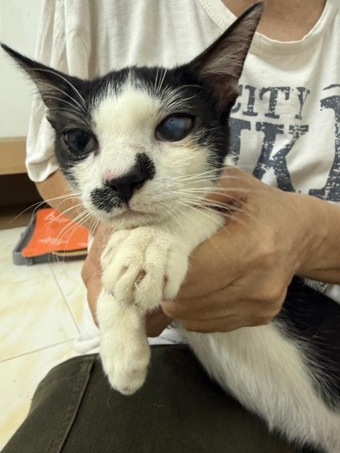 Gentleman - Domestic Short Hair Cat
