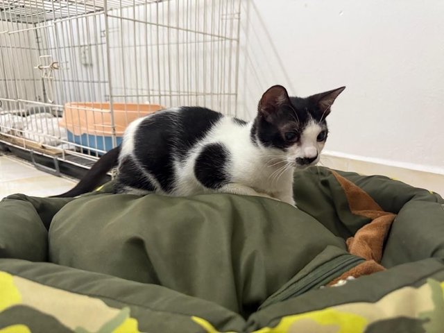 Gentleman - Domestic Short Hair Cat