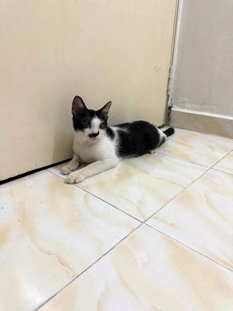 Gentleman - Domestic Short Hair Cat
