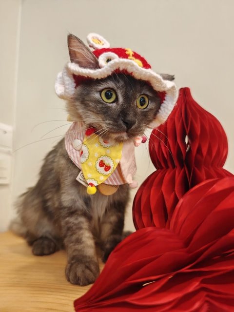 Miso - Domestic Long Hair Cat