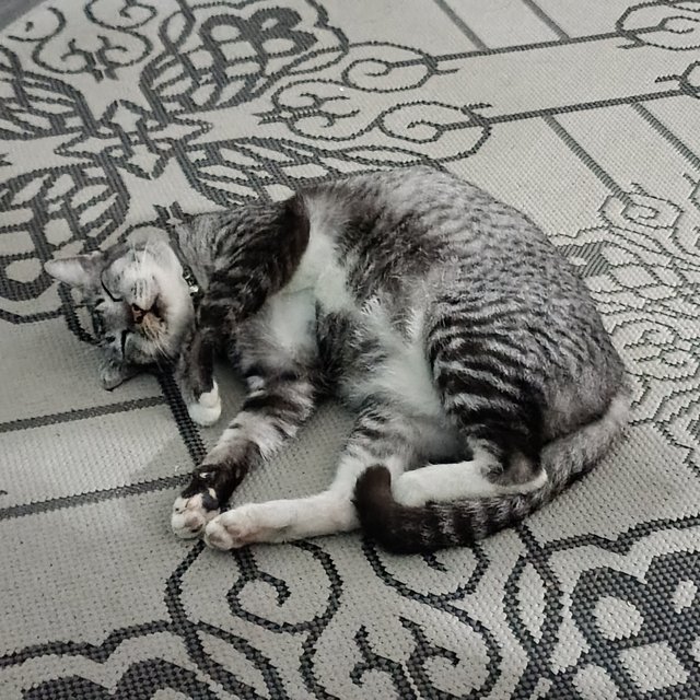 Tampa - Domestic Short Hair Cat
