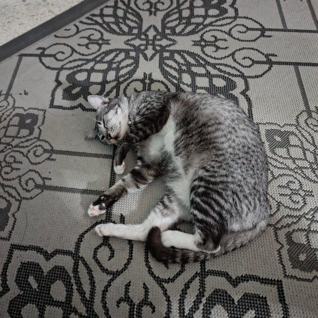 Tampa - Domestic Short Hair Cat