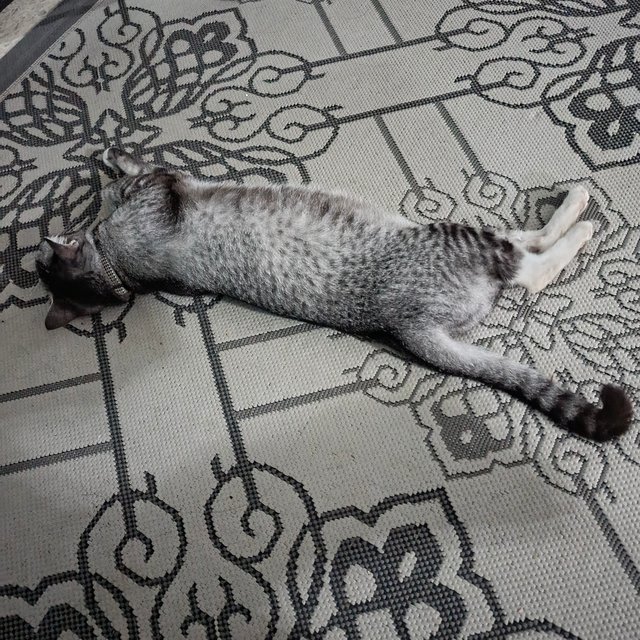 Tampa - Domestic Short Hair Cat