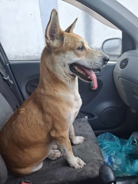 Money (K) - Corgi Mix Dog