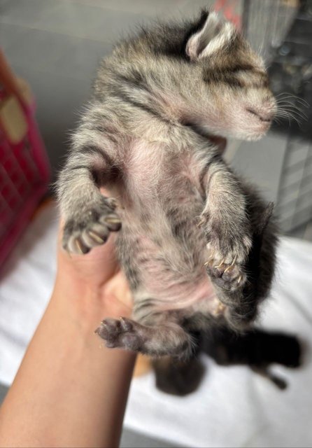 2-faced | Gracie | Ningning - Domestic Short Hair Cat