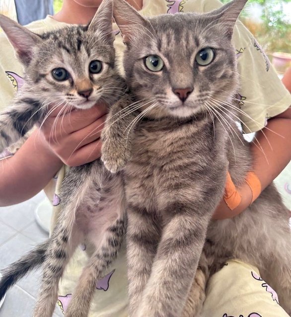 2-faced | Gracie | Ningning - Domestic Short Hair Cat