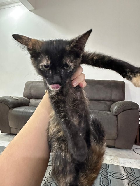 2-faced | Gracie | Ningning - Domestic Short Hair Cat