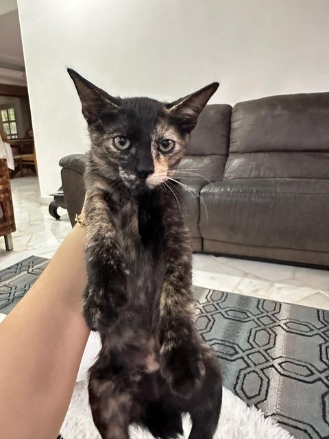 2-faced | Gracie | Ningning - Domestic Short Hair Cat