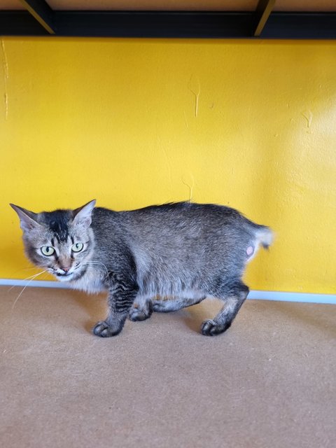 Sally  - Tabby Cat