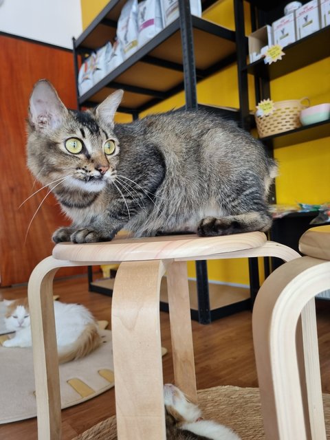 Sally  - Tabby Cat