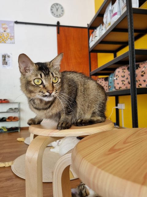 Sally  - Tabby Cat