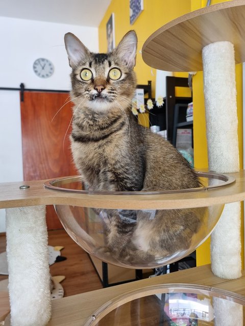 Sally  - Tabby Cat