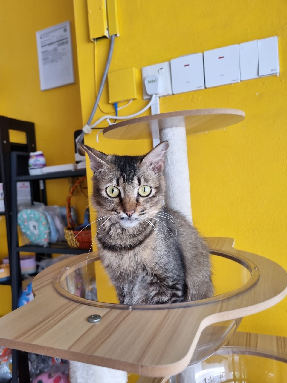 Sally  - Tabby Cat