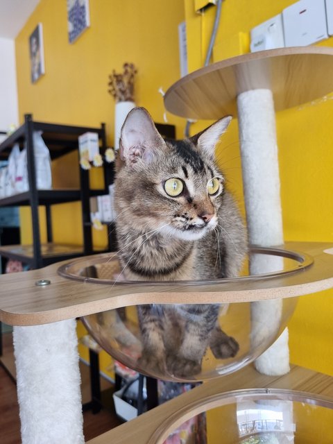 Sally  - Tabby Cat