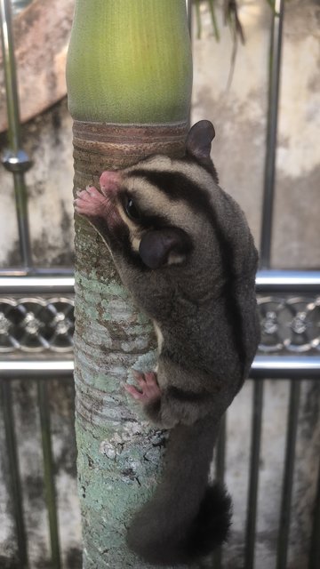 Ashi - Sugar Glider Small & Furry