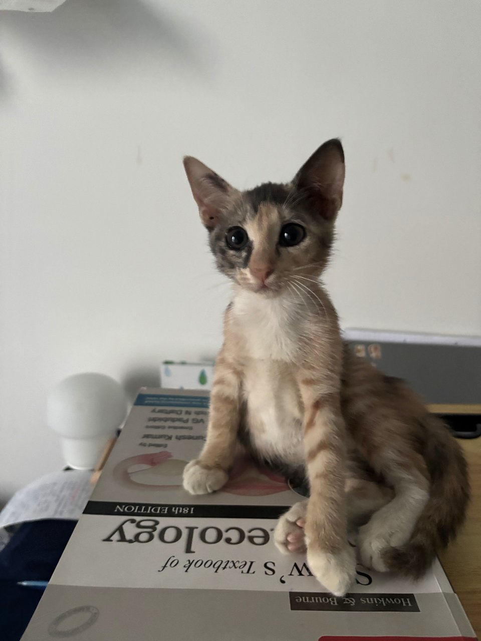 Cindy  - Domestic Medium Hair Cat