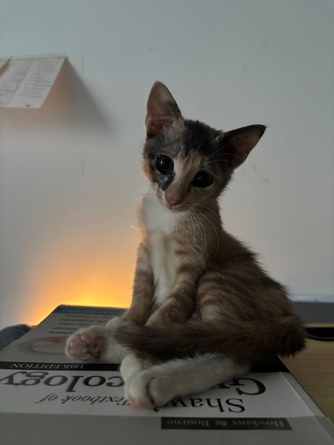 Cindy  - Domestic Medium Hair Cat