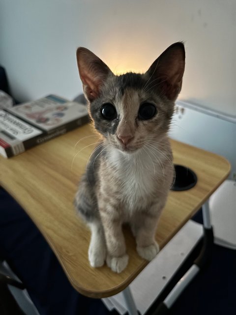 Cindy  - Domestic Medium Hair Cat