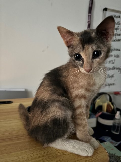 Cindy  - Domestic Medium Hair Cat