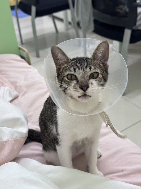 Seven - Domestic Short Hair Cat