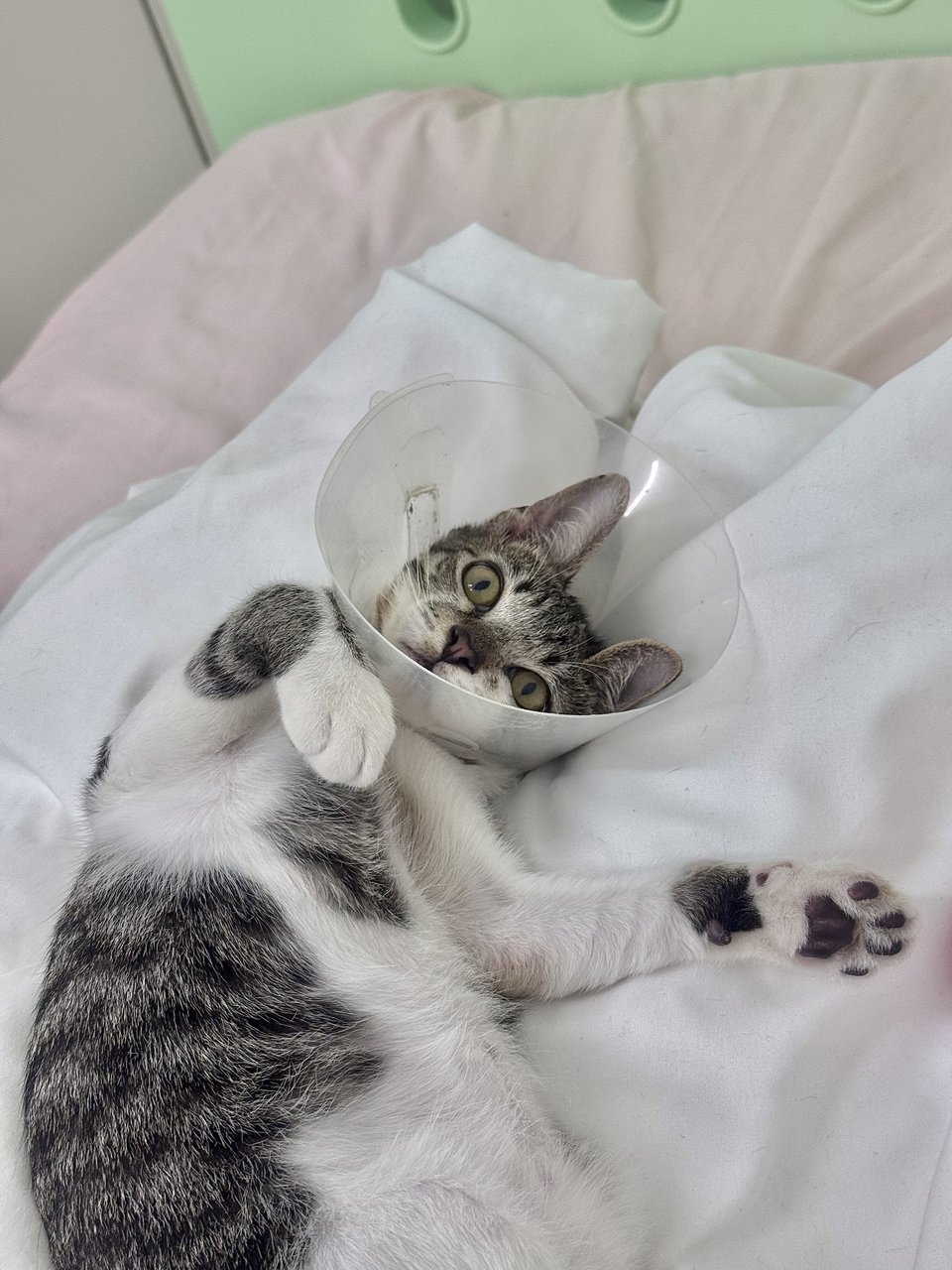 Seven - Domestic Short Hair Cat