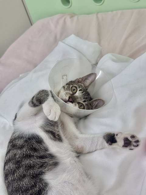 Seven - Domestic Short Hair Cat