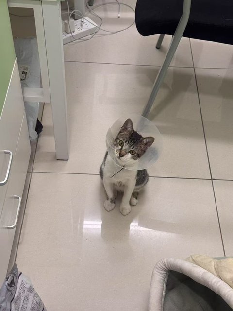 Seven - Domestic Short Hair Cat