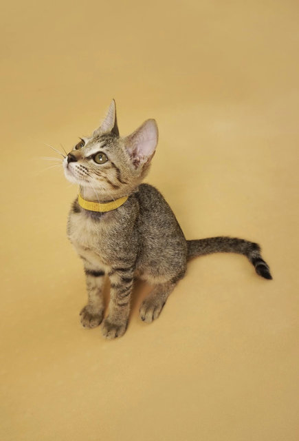 Lapis: Energetic &amp; Playful Kitten - Domestic Short Hair Cat