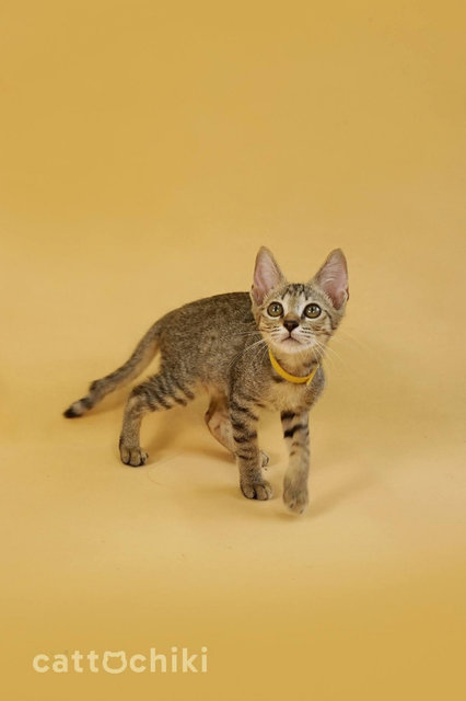 Lapis: Energetic &amp; Playful Kitten - Domestic Short Hair Cat