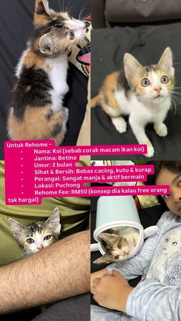 Calikoi - Calico Cat