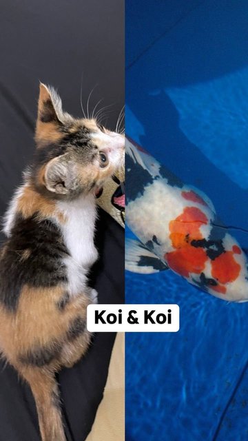 Calikoi - Calico Cat